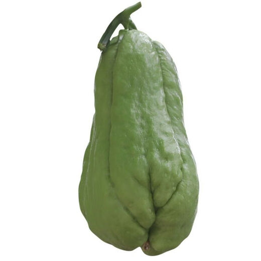Shop Chayote Early Ripening Extra Large Chayote Vegetable Climbing High Yield Disease Resistant Perennial Melon Affordable Price High Yield Good - 20 Count - Net Seeds Chayote Seeds