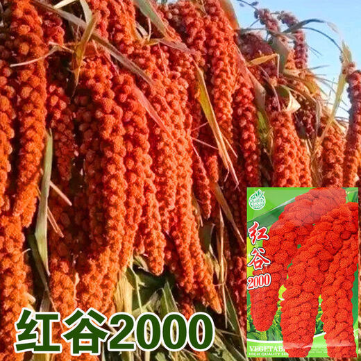 Лиланг Семена риса Просо Семена проса Red Calcium Valley Восковой Желтый Valley Кукурузное просо Red Valley Маленький ароматный рис Цельнозерновой Red Valley 2000/100 г Желтый рис Red Valley