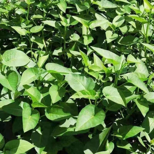 Large-leaf three-pronged high-yielding water spinach seeds in field farmyards, four-season green cabbage seeds, vegetable seeds, larvae seeds, A water spinach seeds 1 pack