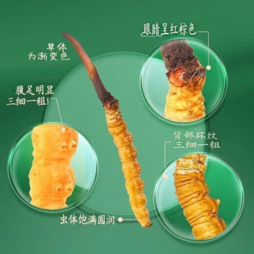 2025年鲜虫草头期正宗新鲜冬虫夏草精选鲜草大草顺丰冷链产直发 西藏那曲鲜虫草每条0.5克10条装