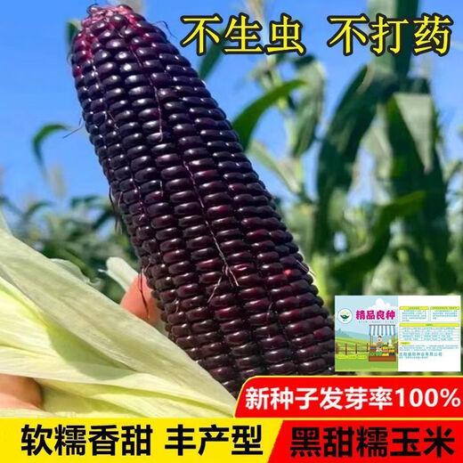 Authentic black sweet waxy corn seeds. Plant black corn seeds all year round. Farm vegetable seeds. Black sweet waxy corn seeds. Only new seeds sold. 2 packs of about 100 seeds.