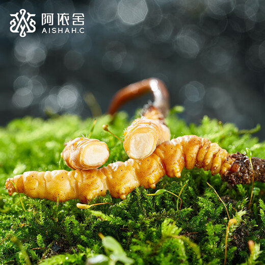 Ayishe fresh first large-sized fresh broken cordyceps 100 grams fresh cordyceps sinensis origin straight from the source