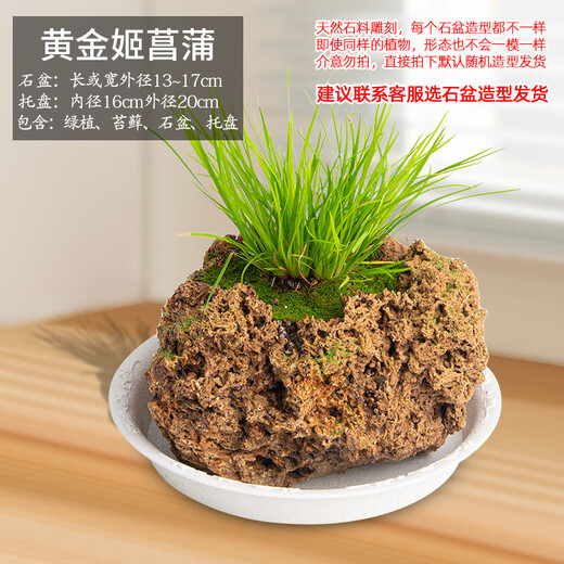 Stone flowerpot with water-absorbing stone, raw stone, natural flowerpot with asparagus, bamboo and calamus, succulent micro-landscape pot, 13-17cm stone pot + golden calamus package one