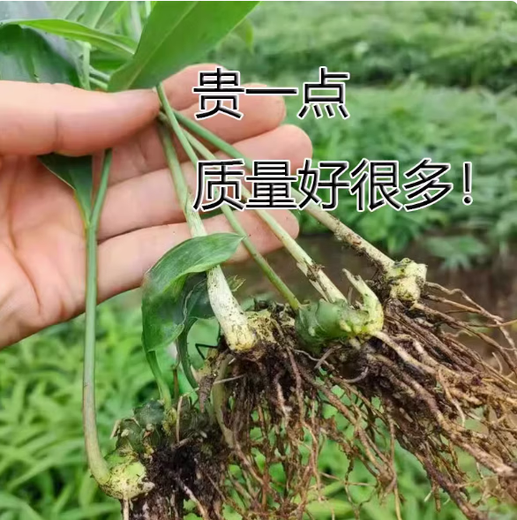 Polygonatum Planting Seedlings, Polygonatum Seeds, Fresh Chicken Head Polygonatum Seedlings, Tiger Ginger Seedlings, Nourishing Medicinal Materials, Golden Seedlings, Polygonatum Seeds with Leaf Stems, 10 Planting Seedlings a Year