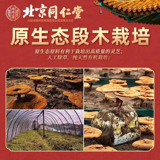北京同仁堂同仁堂灵芝孢子油软胶囊 破壁灵芝孢子粉萃取中老年礼品 0.4g*30粒*2瓶*1盒