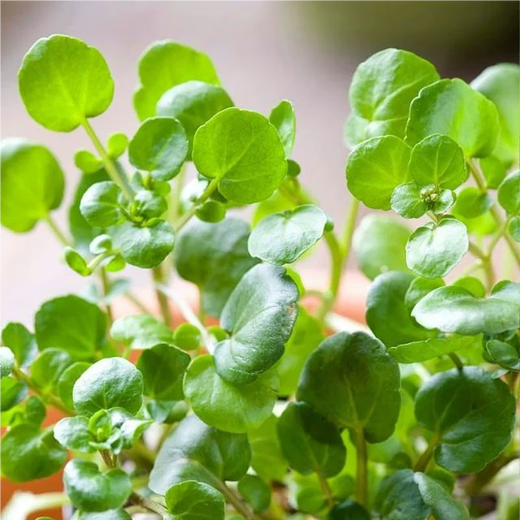 Xiangbin Four Seasons Guangdong Watercress Seeds Field Planting Wild Aquatic Balcony Easy to Plant Live Vegetable Seeds Watercress Seeds Watercress Seeds 3g Original x10 Pack