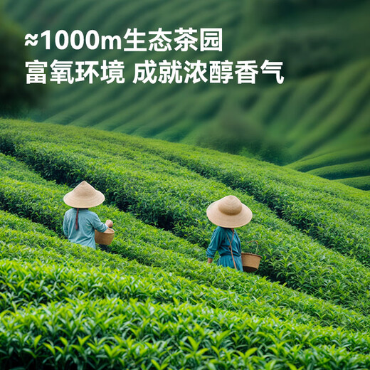 JD.com 2025 New Tea Mingqian Maojian Green Tea Tea Spring Tea Sprouts in bulk Drink OCC250g Gift Bag
