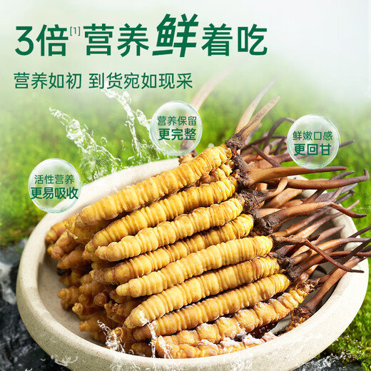 Purple and blue flowers sea [first 25 years] Fresh Cordyceps sinensis 0.6g/root 20 fresh Cordyceps sinensis straight from the source