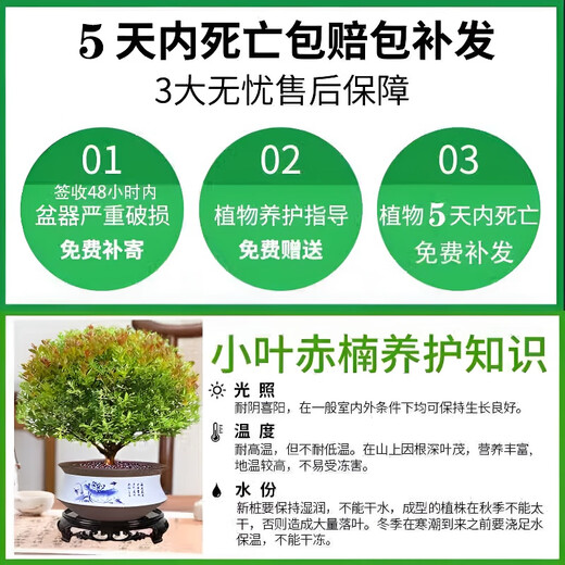 Jingyouyu golden nanmu small-leaf red phoebe bonsai old pile potted seedlings flower office desktop small green plants good for all seasons small-leaf red phoebe + shede ceramic round pot + square base + moss + fertilizer, tray not included