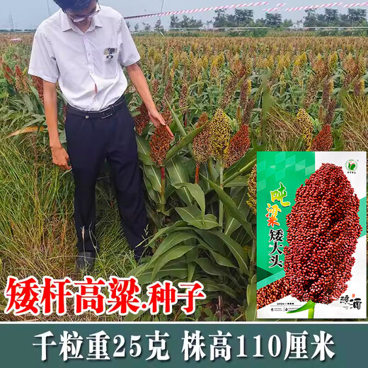 Dwarf wine glutinous sorghum king super-ton iron dwarf big-head red sorghum seed dwarf bird-resistant brewing type high-yield sorghum ton-beam short big-head sorghum 50 grams