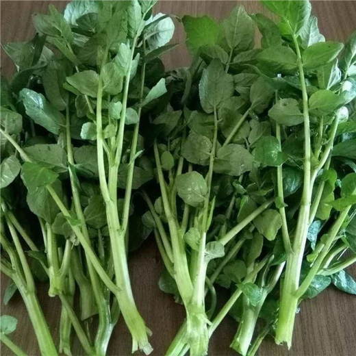 Xiangbin Four Seasons Guangdong Watercress Seeds Field Planting Wild Aquatic Balcony Easy to Plant Live Vegetable Seeds Watercress Seeds Watercress Seeds 3g Original x10 Pack