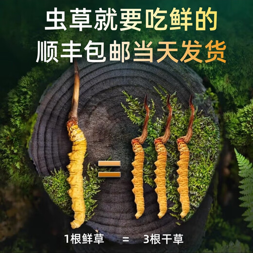 Genuine 2025 fresh Cordyceps sinensis stubble Cordyceps sinensis 0.8g/root of fresh Cordyceps sinensis SF Express cold chain shipment Tibet fresh grass 1.4-1.6g each of 20 pieces of 1 free