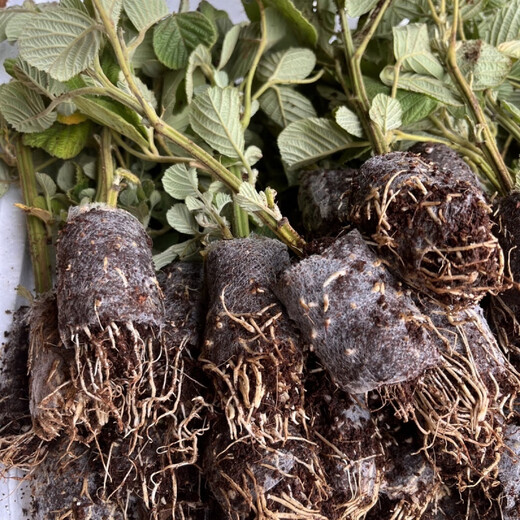 Yunnan's new thornless black bubble seedlings, thornless yellow bubble garden flowers, four-season green plants, original pots, original soil delivery, 1 thornless raspberry seedling