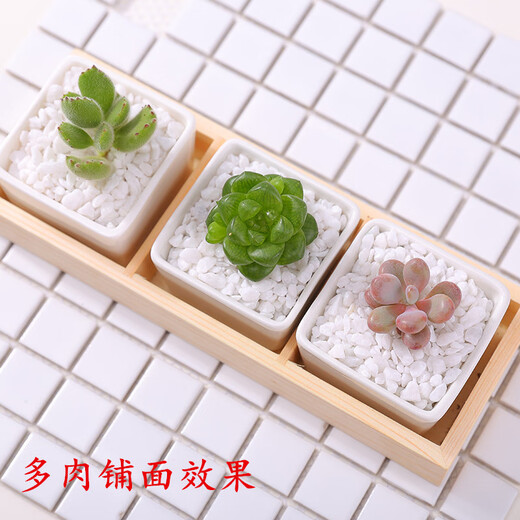 Runhuanian succulent paving stone small colored stone flower pot green plant white stone colorful stone potted flower growing stone decoration 4g small colored stone + 4g large colored stone