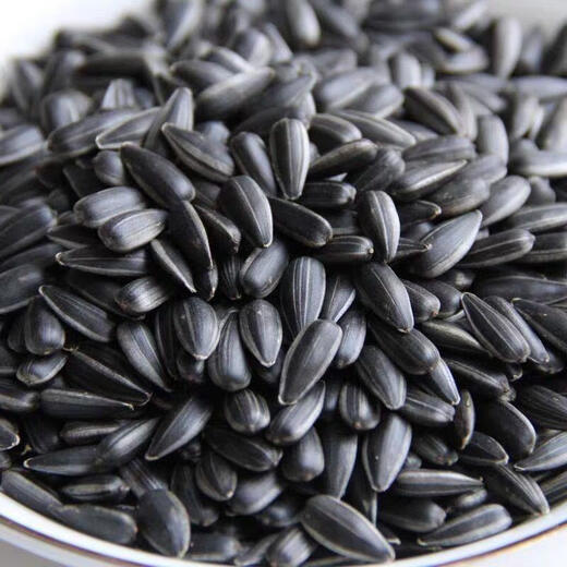 Shop: Dwarf sunflower seeds are sown in spring and summer. The sunflower yield is higher and the oil rate is higher. It can be used for sprout cultivation. Oil sunflower seeds. Selected 2 packs. About 700 seeds.