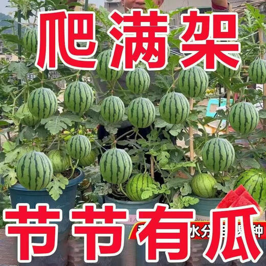 Qili super sweet honey small watermelon seeds ruby small watermelon thin skin seedless four seasons courtyard balcony potted fruit seeds apple watermelon original 20 capsules / 10 bags