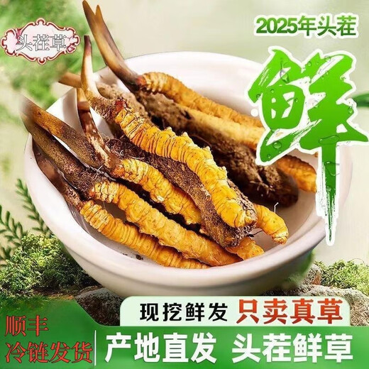 Luzhangtang Cordyceps sinensis fresh first stubble fresh grass SF Express cold chain production location straight hair selection Dacaoto period fresh grass is now dug on the same day. Each piece of Nagqu fresh grass in Tibet is 0.6 grams and 30 pieces packed