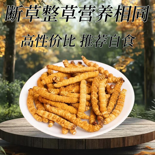 
(SF Express) Authentic Tibetan area Naqu break Cordyceps Cordyceps Cordyceps Big broken grass eats Cordyceps broken grass Authentic Tibetan Naqu whole meat festival 10 grams pack