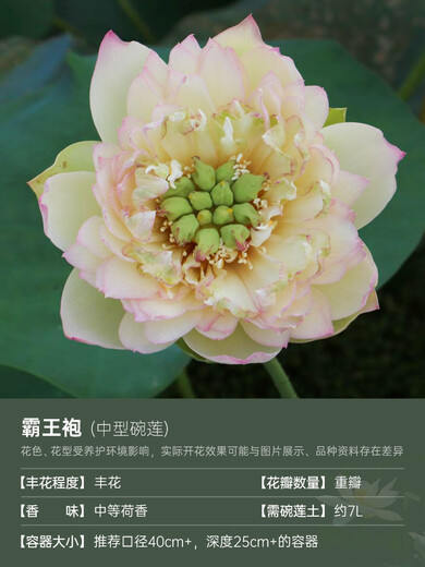 微型碗莲种藕苗水培植物莲花小荷花苗根茎藕鞭苗庭院花卉盆栽裸藕 霸王袍【中型】 8-15CM