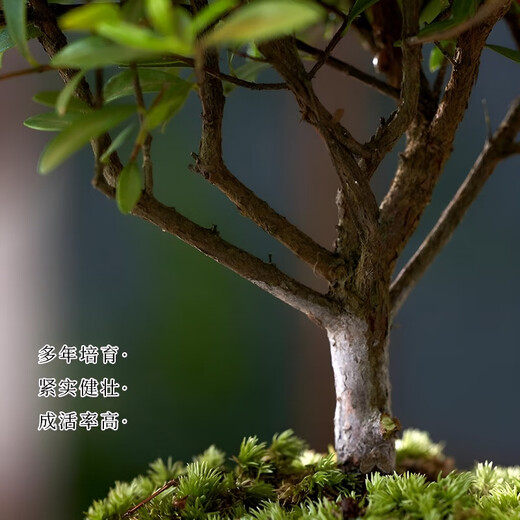 Jingyouyu golden nanmu small-leaf red phoebe bonsai old pile potted seedlings flower office desktop small green plants good for all seasons small-leaf red phoebe + shede ceramic round pot + square base + moss + fertilizer, tray not included