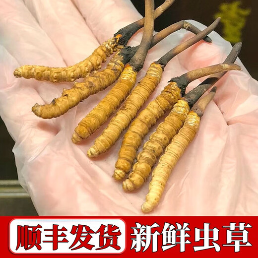 
Fresh Cordyceps sinensis 2025 Selected Alpine Fresh Cordyceps SF Express Cold Chain Direct Hair 1.2-1.4 grams/100 roots Tibet fresh grass 0.5-0.6 grams each 10 pieces of tasting