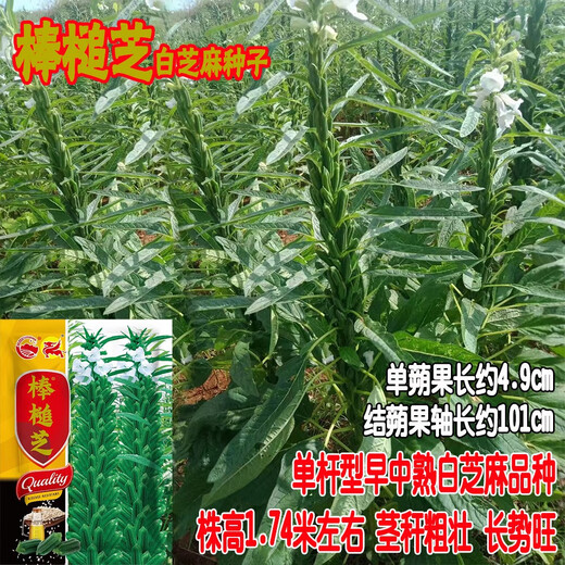 Sesame seed sticks, capsula, dense and long-lasting, disease-resistant and lodging-resistant, black sesame seeds for sowing in spring, summer and autumn, high-oil eight-edged sesame king original 200g eight-edged