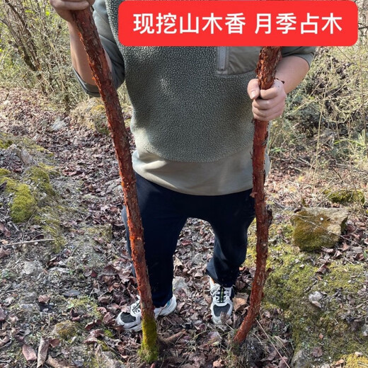 Mountain woody red thorn root green plant potted grafted rose flower log material courtyard bonsai bifurcated old pile 168 pieces does not include pots