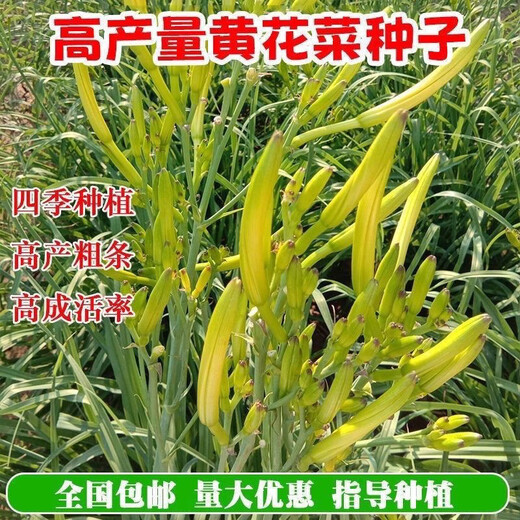 Edible daylily seeds are sown all year round, wild vegetable seeds, southern daylily, natural rare daylily seeds, QE545 new seeds, 1 pack, about 100 seeds, germination