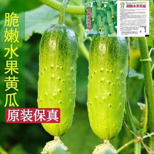 New varieties of fruit cucumbers are on the market for raw consumption, new varieties of fruit seeds and vegetable seeds for balcony planting, new varieties of crisp and sweet fruit cucumber seeds, 250 capsules, 5 packs