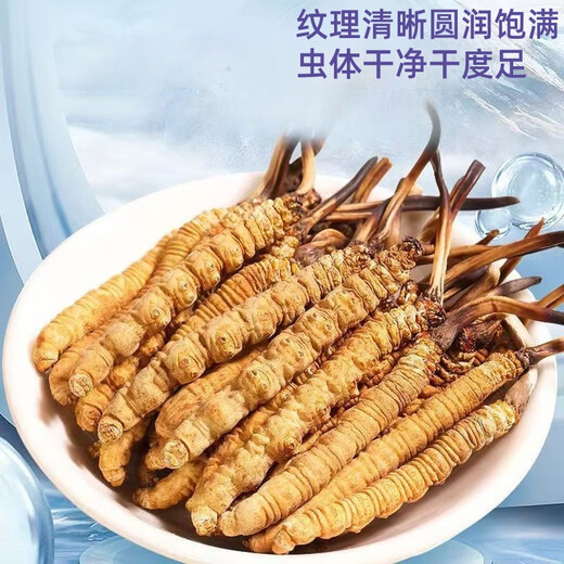 西那藏曲冬虫夏草精选虫草足干虫草高海拔头期冬虫夏草礼盒可选 那曲虫草每条0.6克100条-送10条