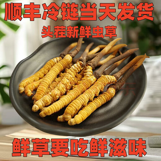 Genuine 2025 fresh Cordyceps sinensis stubble Cordyceps sinensis 0.8g/root of fresh Cordyceps sinensis SF Express cold chain shipment Tibet fresh grass 1.4-1.6g each of 20 pieces of 1 free