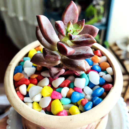 Runhuanian succulent paving stone small colored stone flower pot green plant white stone colorful stone potted flower growing stone decoration 4g small colored stone + 4g large colored stone