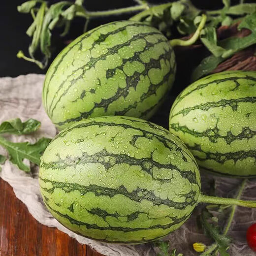 2K small sugar pill watermelon from the United States 2K small sugar pill watermelon 1.5 Jin Jin equals 0.5 kg -2 Jin Jin equals 0.5 kg