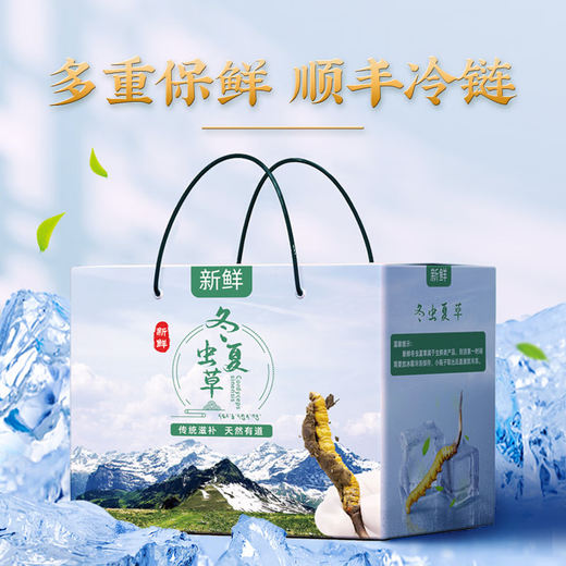 2025年新鲜冬虫夏草正宗头期鲜虫草1.2克/根正品鲜草送礼品补品 1.2克以上/根【冷冻保存】 50根送6根新鲜虫草再送礼盒