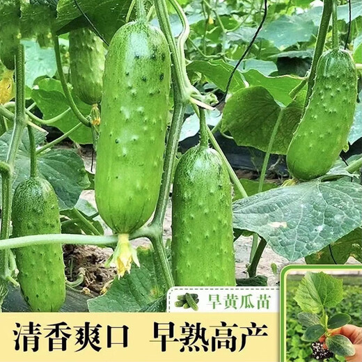 Cucumber seedlings, Dutch fruit cucumber seedlings, cucumber seedlings, high-yielding dense cucumbers, four-season balcony potted vegetable seedlings, 6 fruit cucumber seedlings