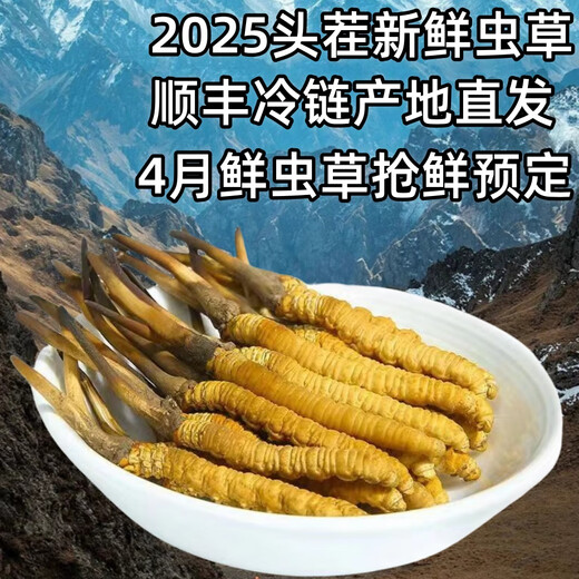 Frischer Cordyceps sinensis Vakuumverriegel