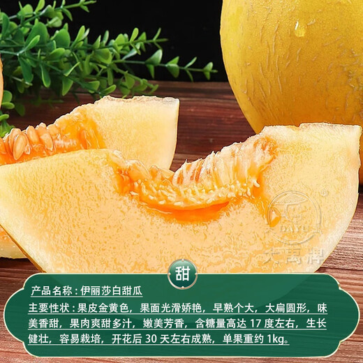 Dayu White Melon Seed Collection Cantaloupe Seedlings Seedlings Seedlings Baishami North and South Fruit Balcony Planting Spring Elizabeth Melon Seeds 30 capsules early maturing