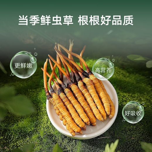 Tongrentang Fresh Cordyceps 27 Подарочная коробка Fresh Cordyceps Fresh Cordyceps. Вся холодная цепь можно проследить до источника. Отправить тонику-фестиваль родителей 0,41 ~ 0,6 г/корень-27