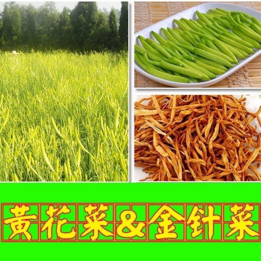 Edible daylily seeds are sown all year round, wild vegetable seeds, southern daylily, natural rare daylily seeds, QE545 new seeds, 1 pack, about 100 seeds, germination