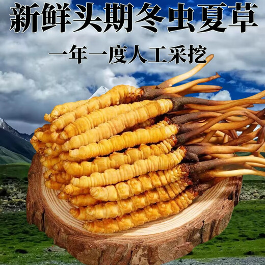 Genuine 2025 fresh Cordyceps sinensis stubble Cordyceps sinensis 0.8g/root of fresh Cordyceps sinensis SF Express cold chain shipment Tibet fresh grass 1.4-1.6g each of 20 pieces of 1 free
