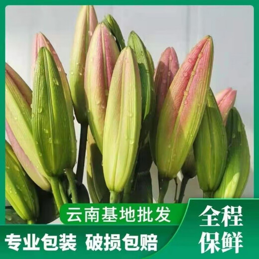 Perfume lilies multi-headed flower bouquets wholesale Yunnan Kunming base freshly picked straight hair water to grow real flowers 10 pink perfume lilies Free flower preservative when placing an order