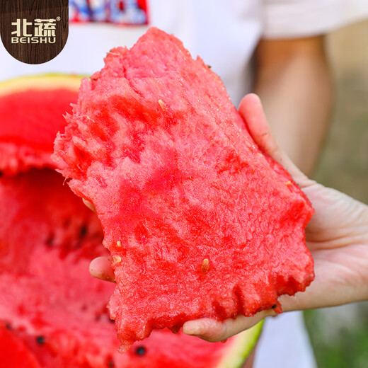 Northern Vegetables, Large Watermelon Seeds, Seedlings, Northern and Southern Seasons Potted Seeds, Lazy Man Sweet King Watermelon Seeds, About 20