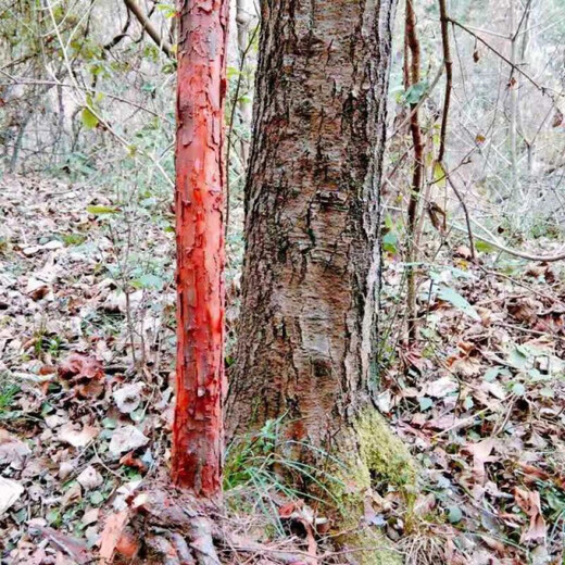 Mountain woody red thorn root green plant potted grafted rose flower log material courtyard bonsai bifurcated old pile 168 pieces does not include pots