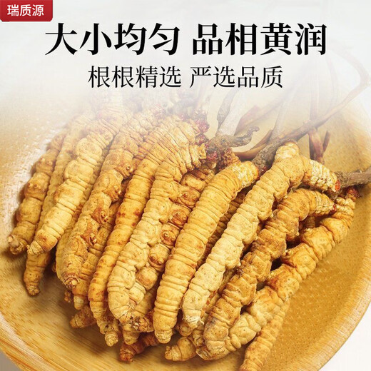 Ruizhiyuan genuine guaranteed Cordyceps nourishing health high-altitude source gift box for parents and elders [5 grams gift box] Genuine nourishing dried cordyceps 24 roots