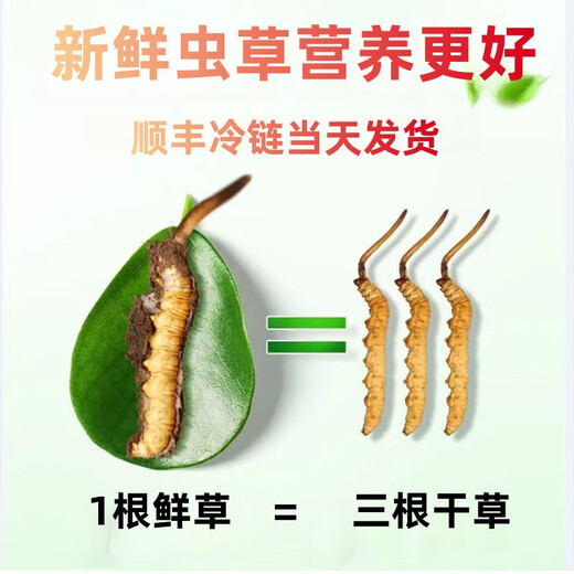 
Luzhangtang 2025 Fresh Cordyceps sinensis Cordyceps SF Express Cold Chain Origin Selected Fresh Grass Selected for Tibet Fresh Cordyceps 1.2-1.4 grams each. 50 pieces