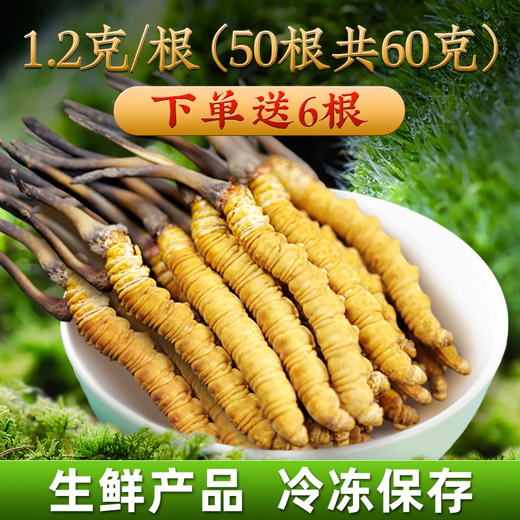 2025年新鲜冬虫夏草正宗头期鲜虫草1.2克/根正品鲜草送礼品补品 1.2克以上/根【冷冻保存】 50根送6根新鲜虫草再送礼盒