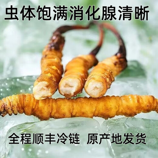 Luzhangtang Cordyceps sinensis fresh first stubble fresh grass SF Express cold chain production location straight hair selection Dacaoto period fresh grass is now dug on the same day. Each piece of Nagqu fresh grass in Tibet is 0.6 grams and 30 pieces packed