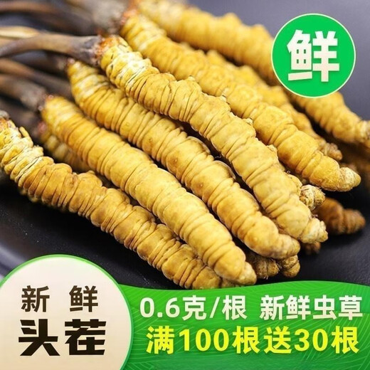 2025年新鲜冬虫夏草正宗头期鲜虫草1.2克/根正品鲜草送礼品补品 1.2克以上/根【冷冻保存】 50根送6根新鲜虫草再送礼盒
