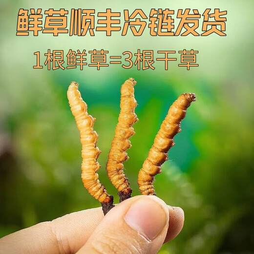 
Fresh Cordyceps sinensis 2025 Selected Alpine Fresh Cordyceps SF Express Cold Chain Direct Hair 1.2-1.4 grams/100 roots Tibet fresh grass 0.5-0.6 grams each 10 pieces of tasting