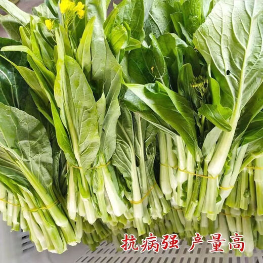 Four seasons water spinach seeds, large-leaf water spinach seeds, balcony potted willow-leaf water spinach seeds, green stems can be hydroponically grown, genuine easy-to-grow cabbage moss, about 7500 capsules, 5 packs